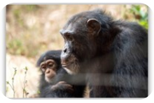Tacugama Chimpanzee Reserve