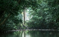 Gola Rainforest National Park